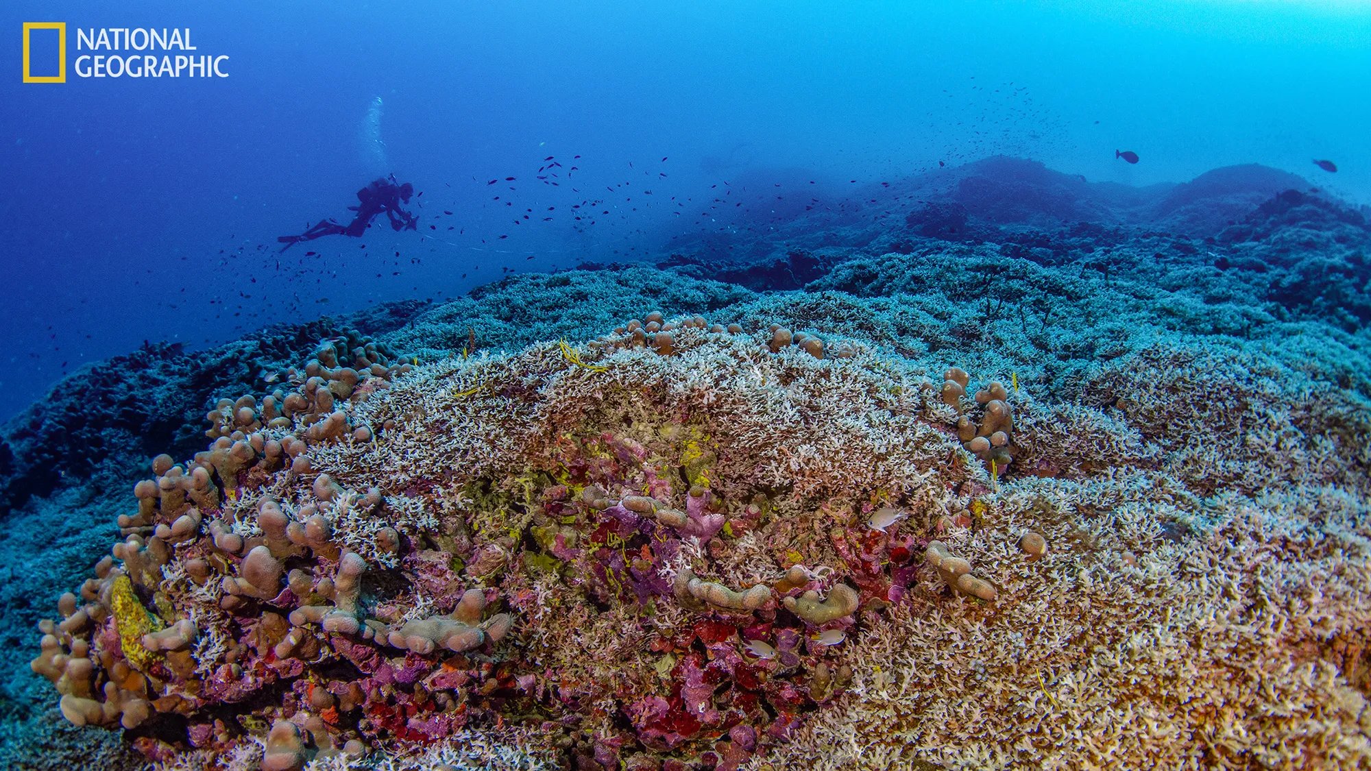 A diver from National Geographic Pristine Seas measures the world’s largest coral colony in the Solomon Islands. CREDIT: Photograph by Manu San Félix, National Geographic Pristine Seas
