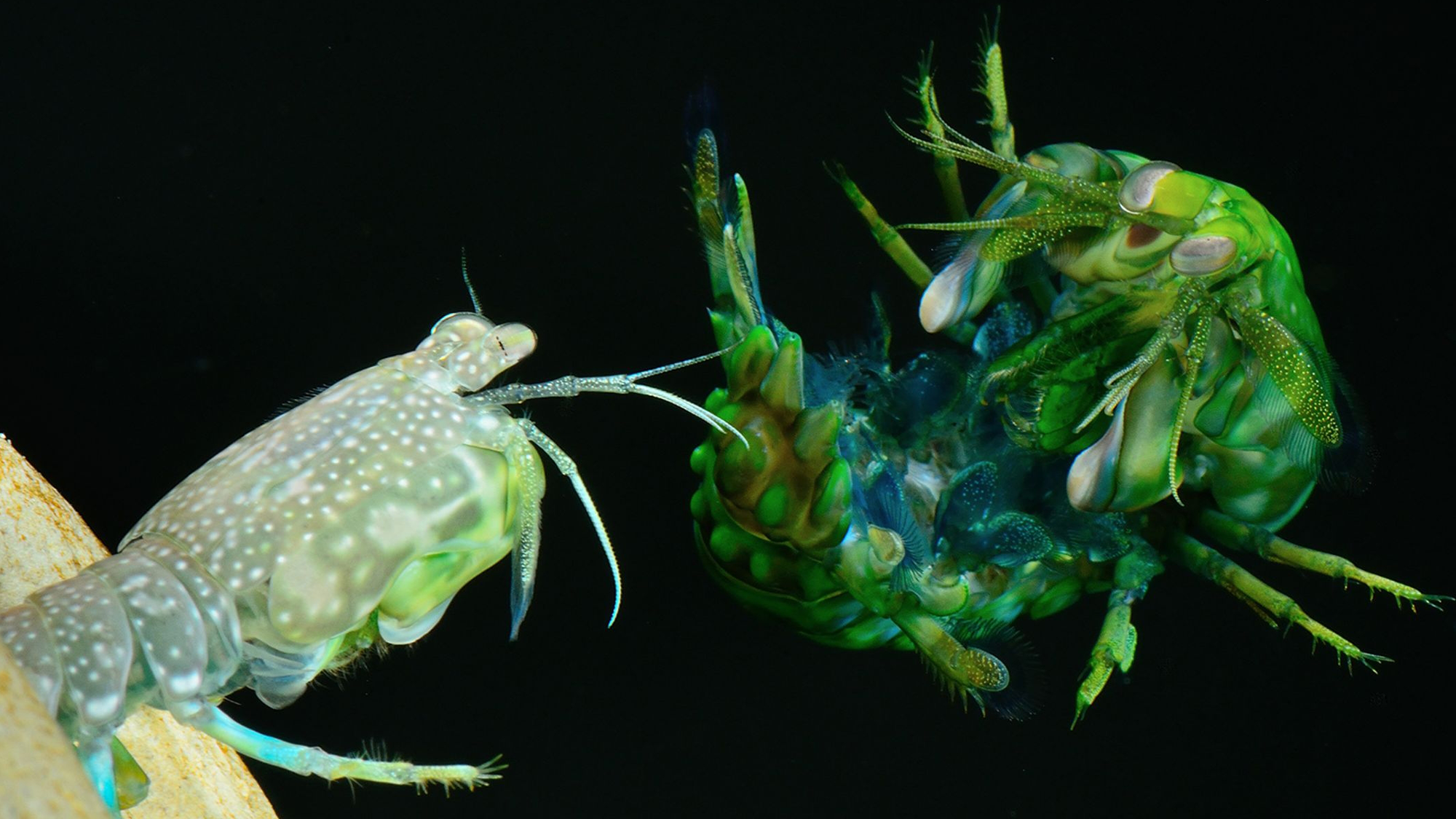 These fierce crustaceans use their tails as shields to defend against the explosive punches of their rivals. CREDIT: Patrick Green