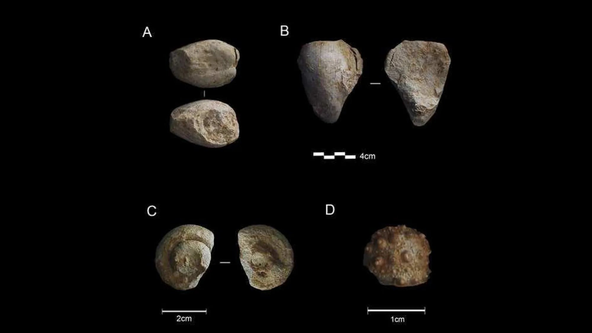 These marine fossils were found in a Neanderthal cave site, but aren't native to the area. CREDIT: Quaternary