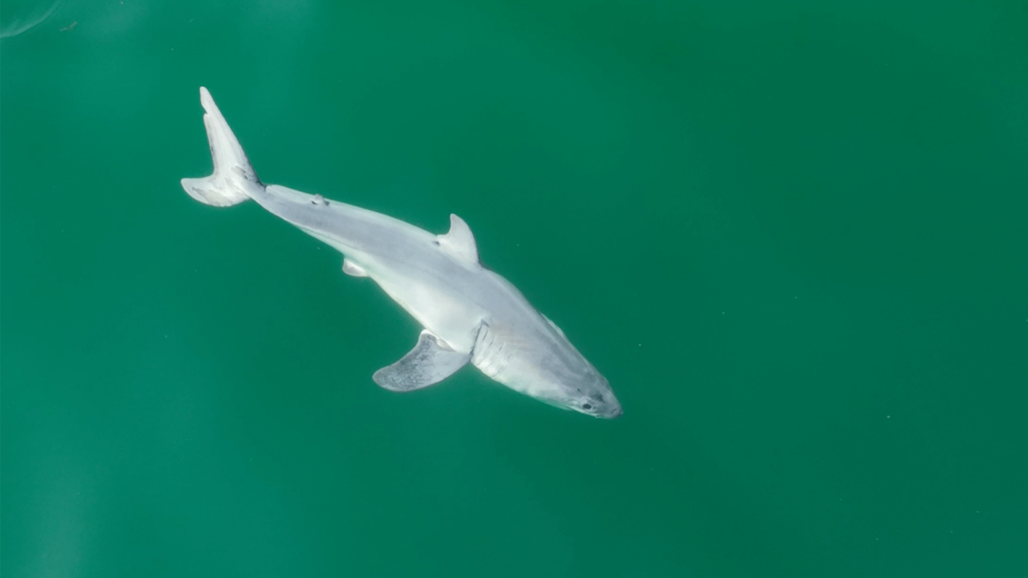 Wildlife filmmaker Carlos Gauna and University of California, Riverside biology doctoral student Phillip Sternes took footage of what could be the first newborn great white shark ever recorded. CREDIT: Carlos Gauna/The Malibu Artist