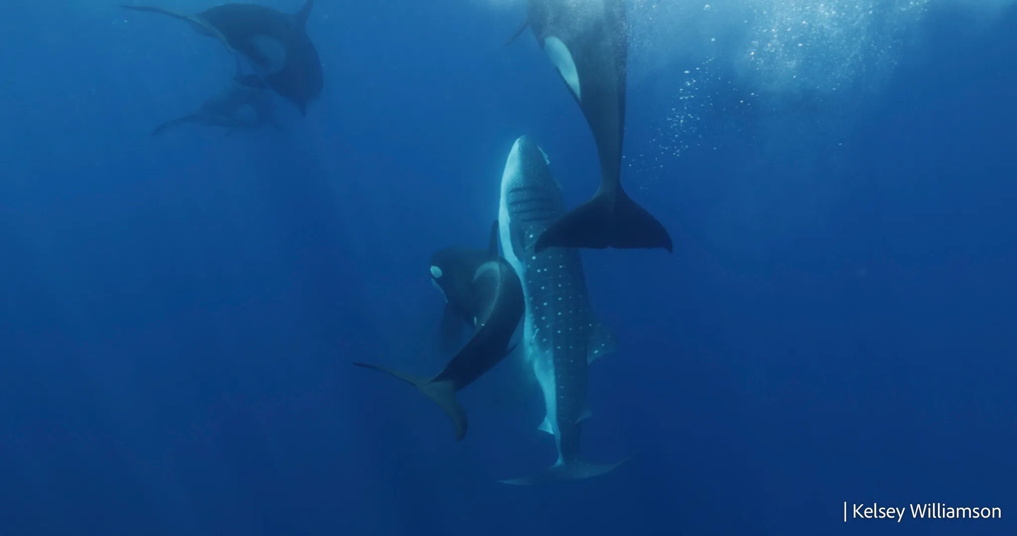 Killer whales surface to breath before taking a whale shark down and delivering a rapid, final blow. CREDIT: Kelsey Williamson.