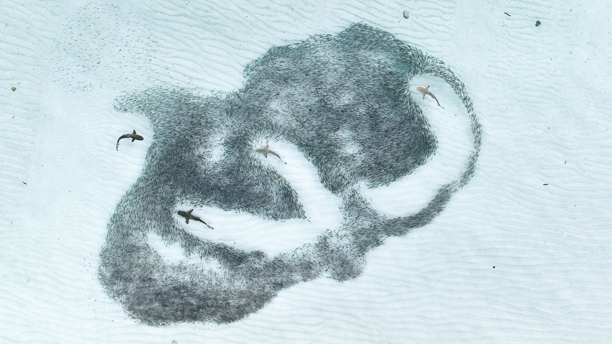 a large school of fish with four sharks cutting through them