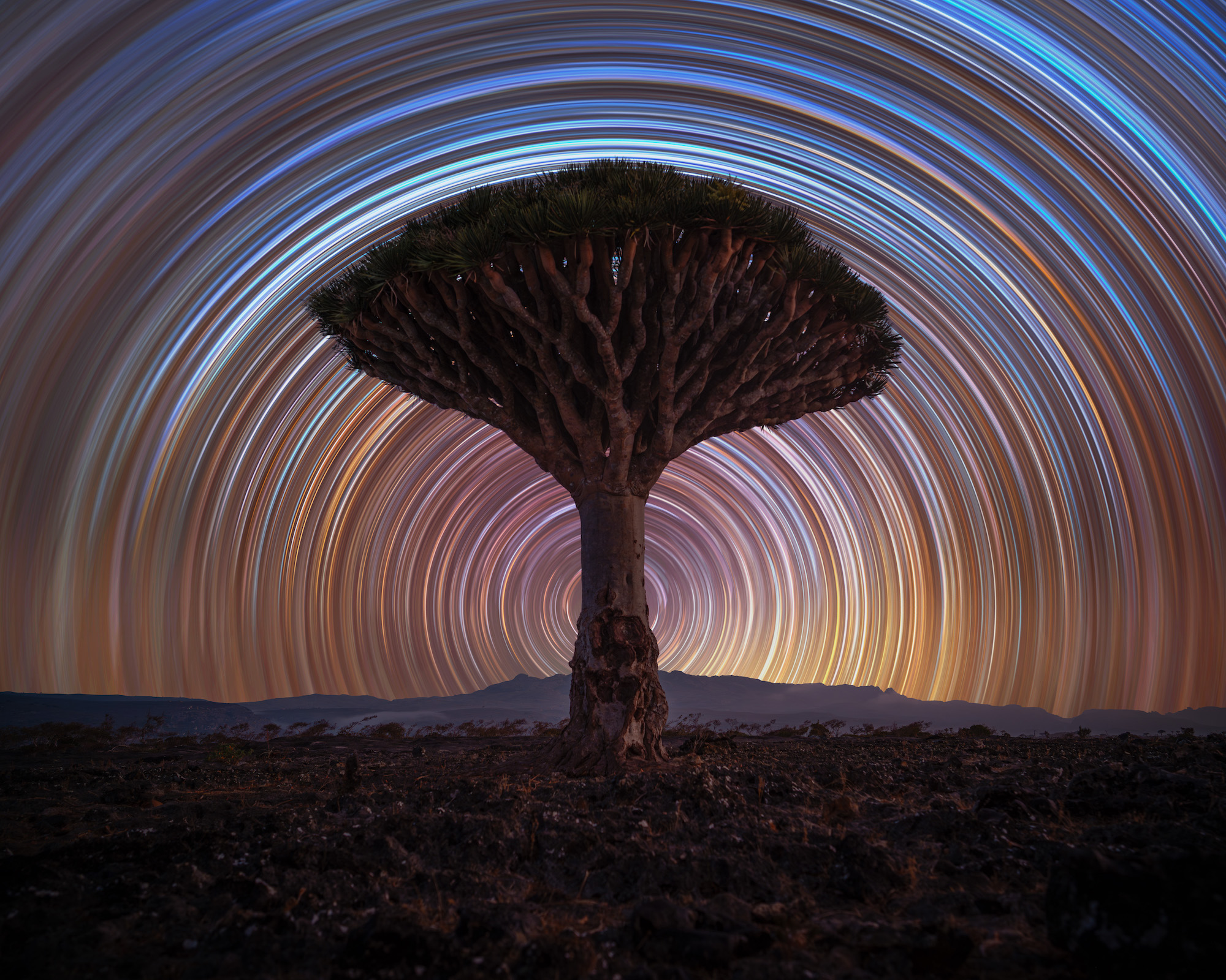 the spiral of stars creates hundreds of circles around a tree in a time-lapse night scene