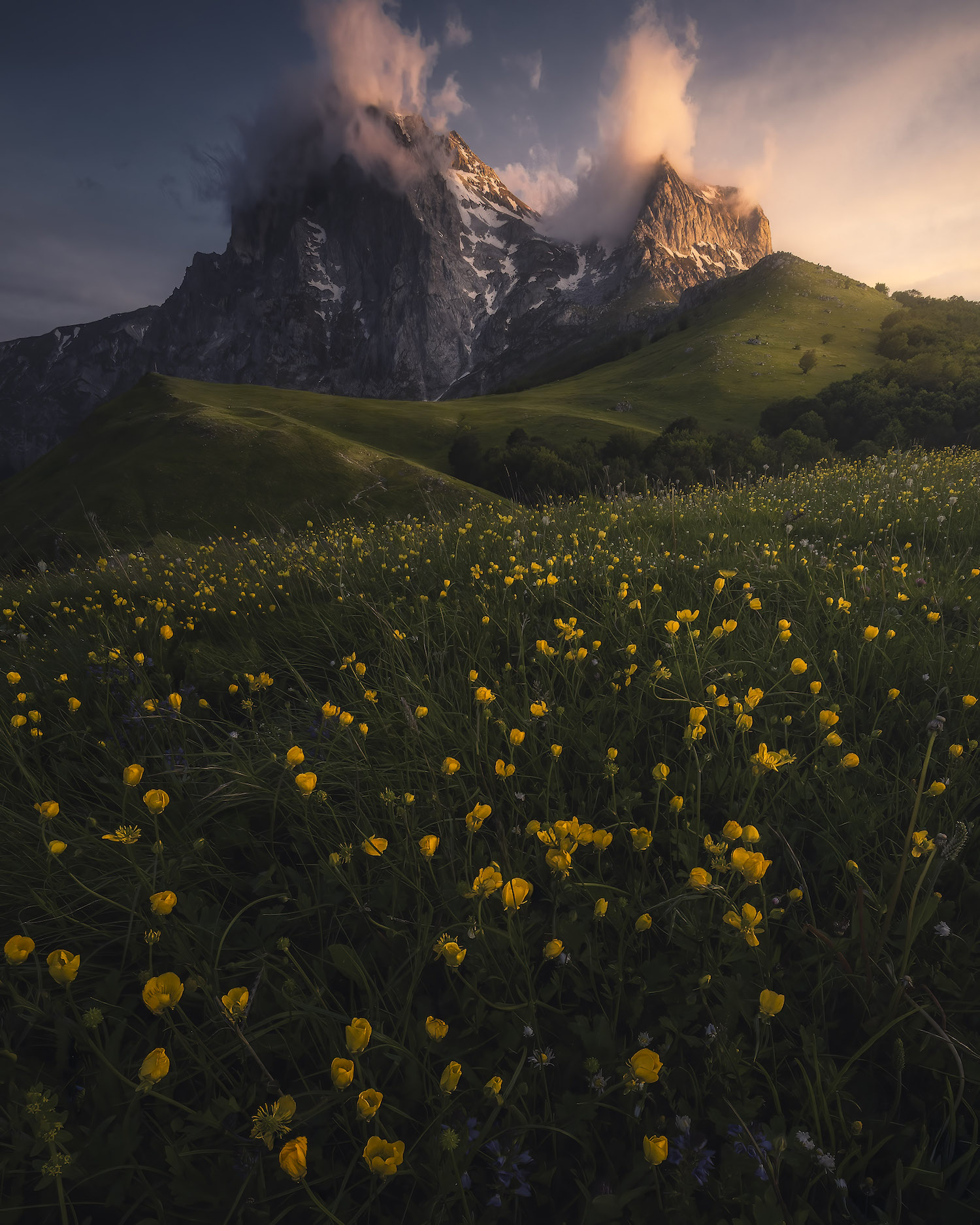 a field of yellow flowers in the foreground with a towering, cloud-covered mountain in the background