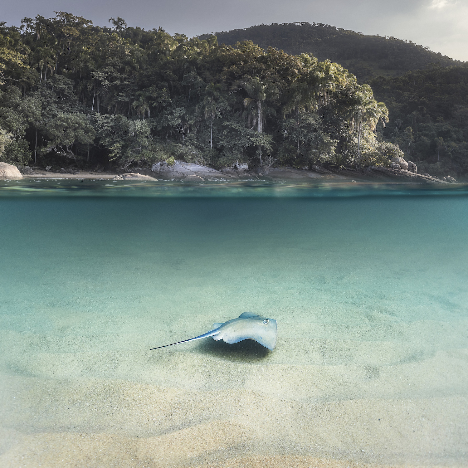 a stingray swims in the foreground with tropical foliage in the background