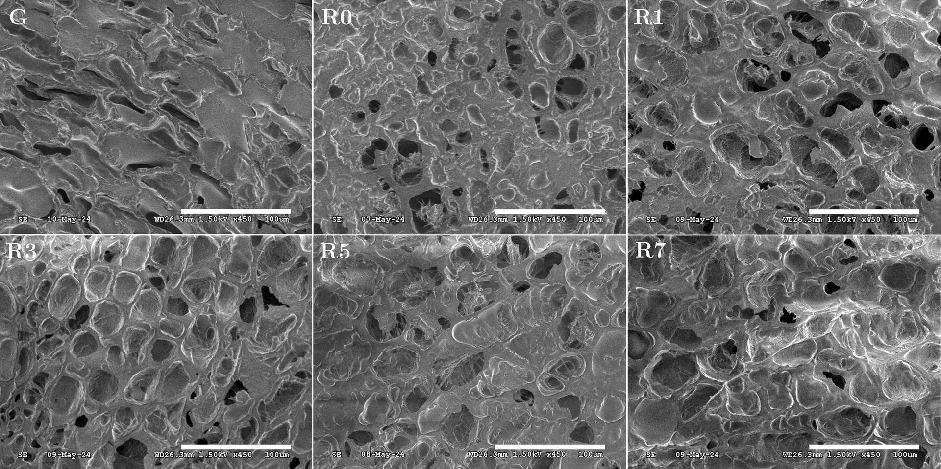 SEM images showing porosity evolution from green coffee (G) through R0-R7 roast batches of washed Ethiopian coffee. Credit: Scientific Reports