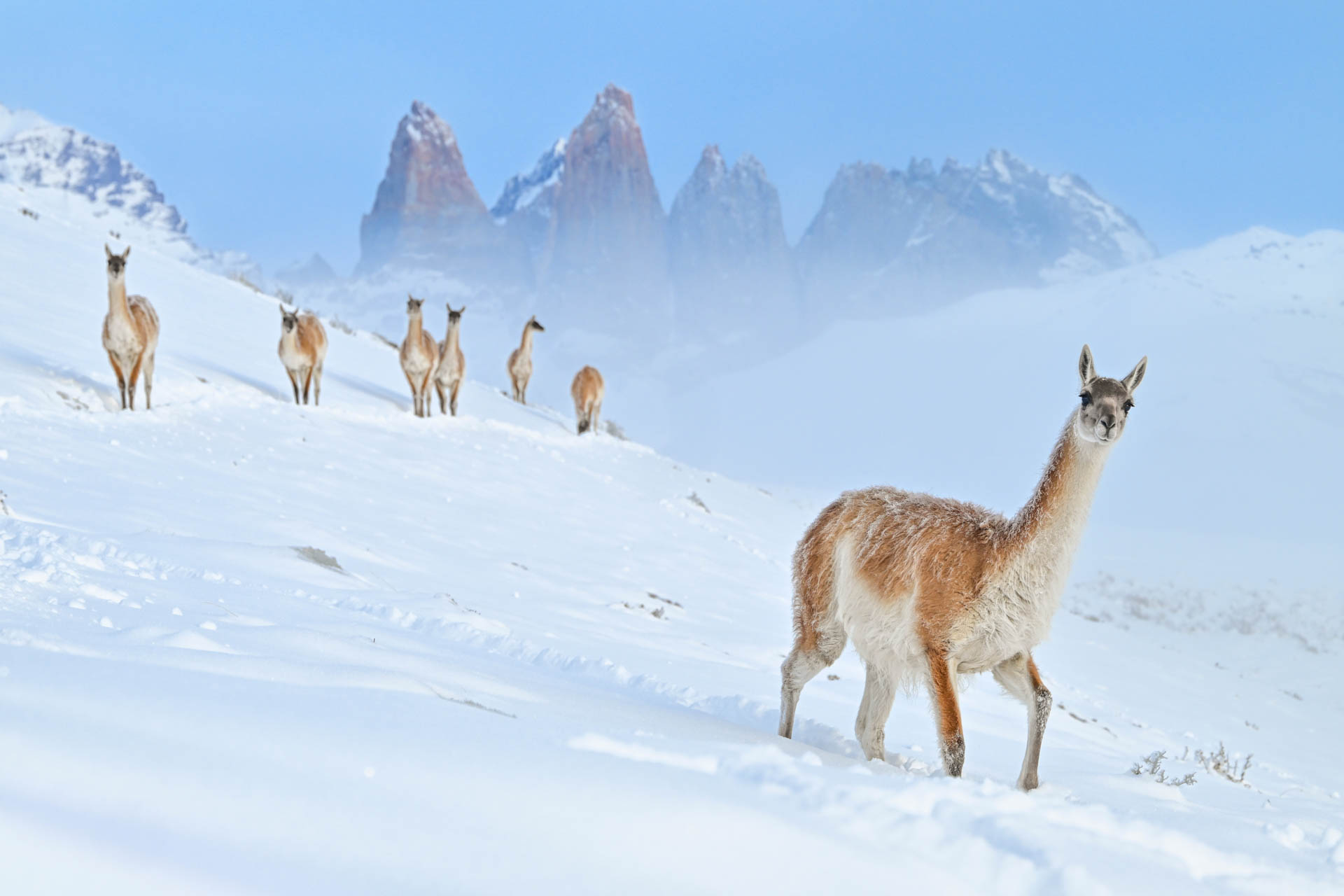 alpacas in a snowy mountainous landscape