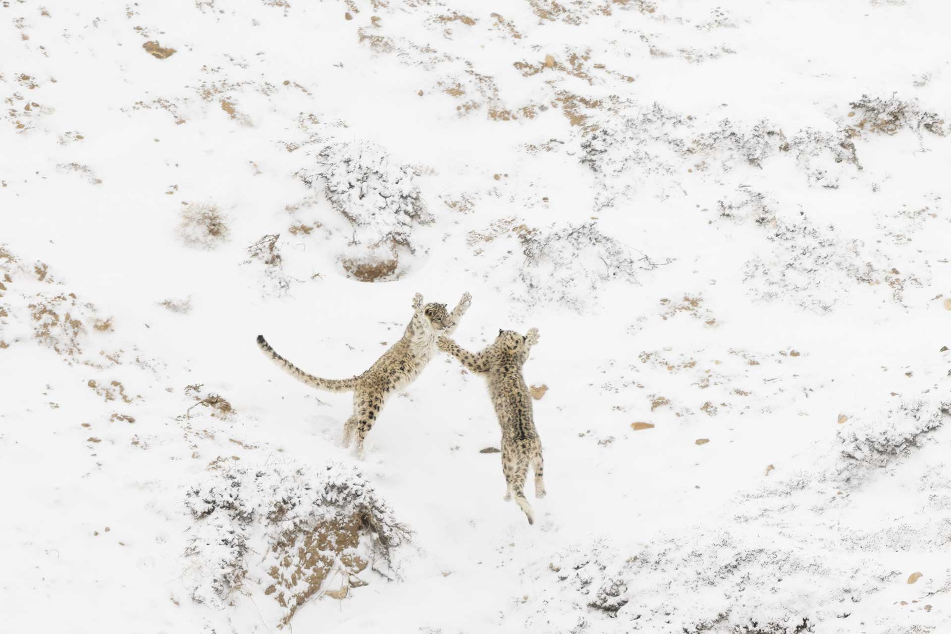 two snow leopards jumping at each other in a snowy landscape