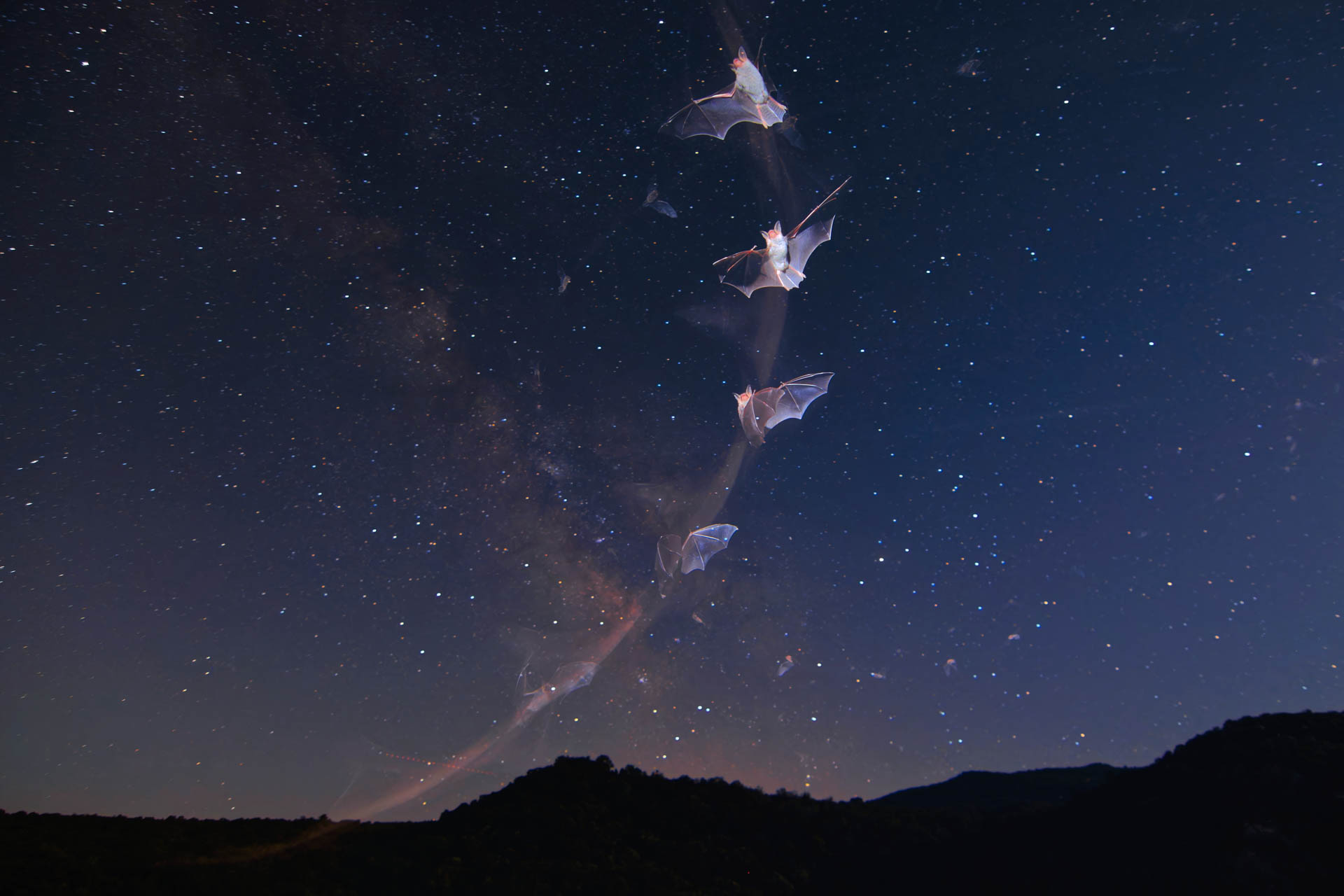 a timelapse image of a bat