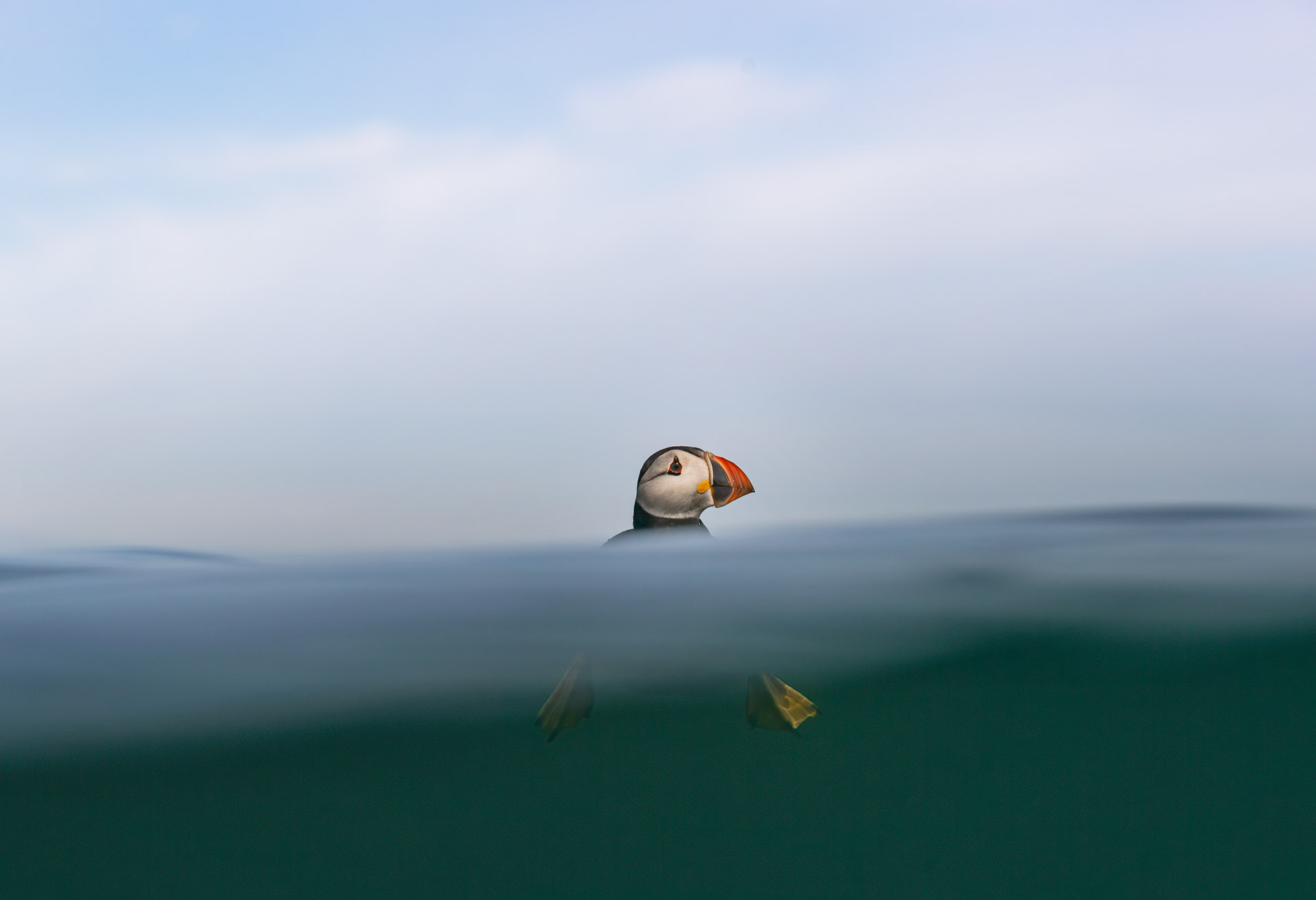 a puffin floating in the water