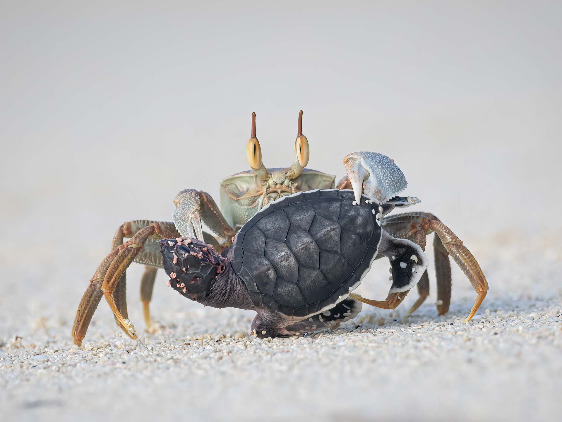 a ghost crab holds a baby sea turtle