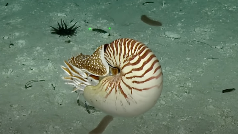 Nautilus captured on video