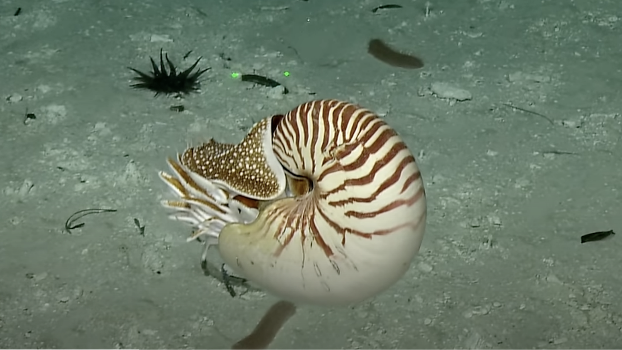 Después de 15 años, un barco llamado ‘Nautilus’ vio un nautilo