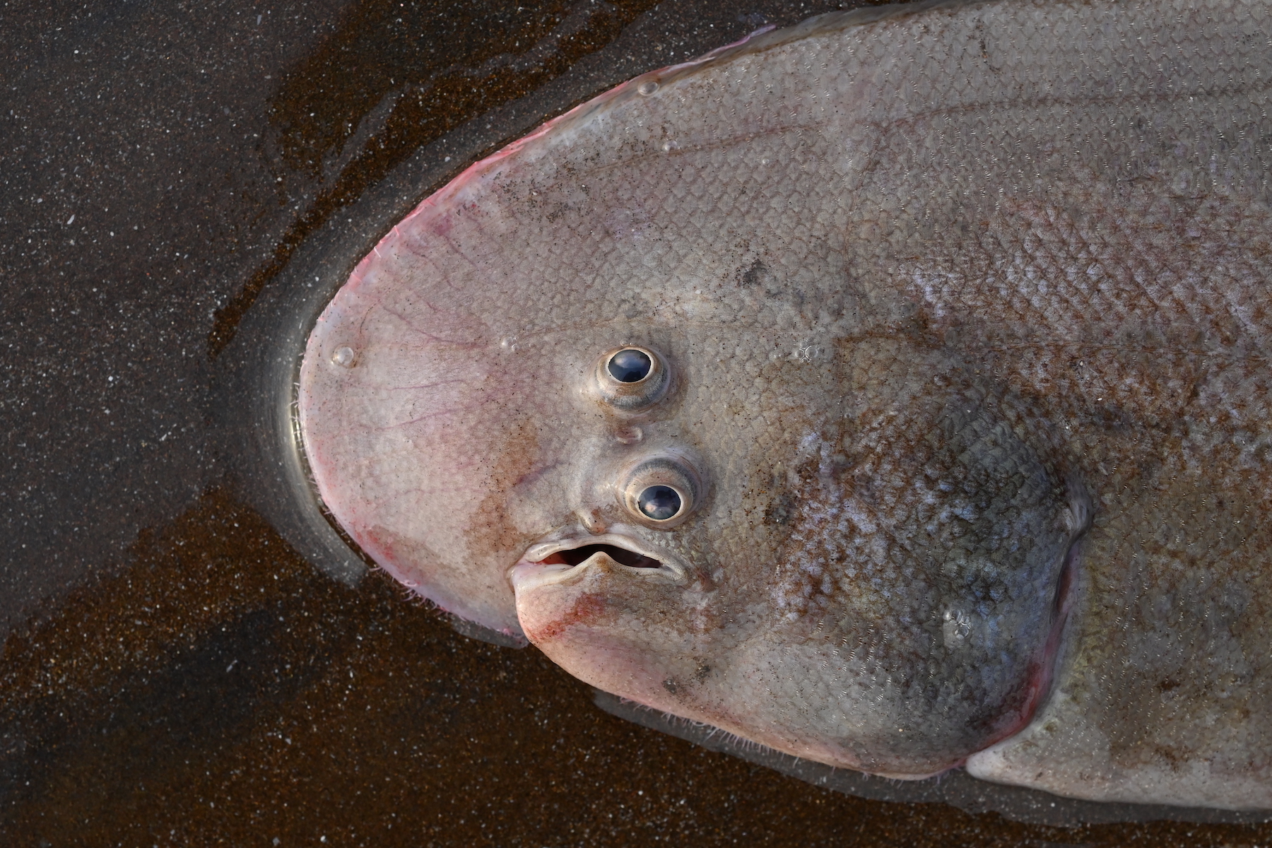 a flat-faced fish with eyes stacked on top of each other and an open mouth