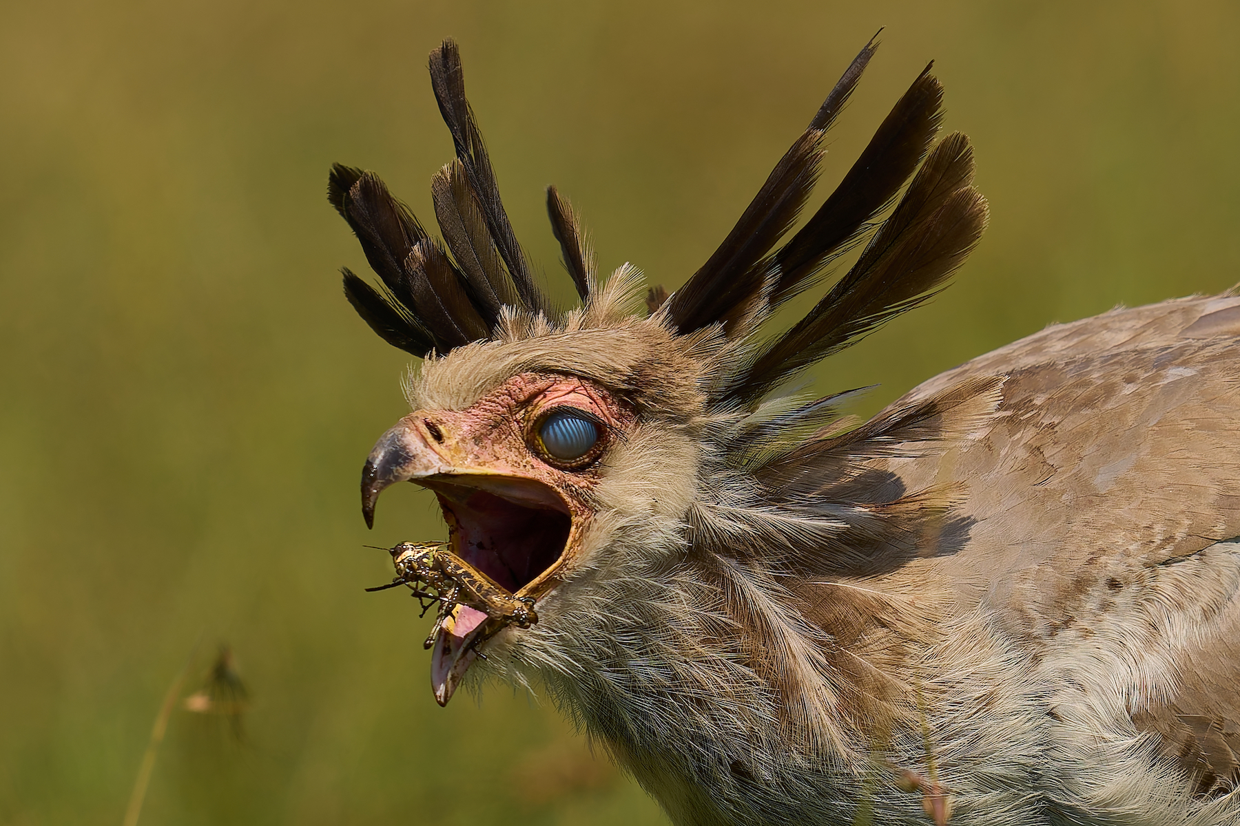 a bird opens it mouth to eat a bug.