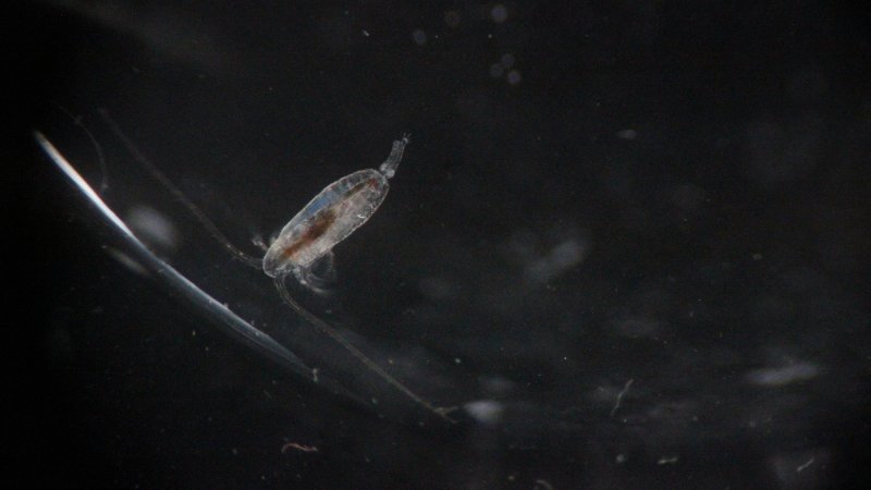 a microscopic zooplankton