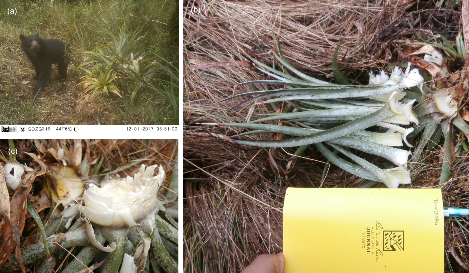 Examples of foraging sign left by Andean bears on terrestrial bromeliads in Peru. Clockwise from the top right: (a) juvenile Andean bear consuming a bromeliad at a camera station inside MNP; (b) characteristic observation of a vegetative P. leptostachya foraged by Andean bear; (c) a close up of the basal meristematic tissue that Andean bears feed on. CREDIT: Pilfold et al., 2024, PLOS ONE