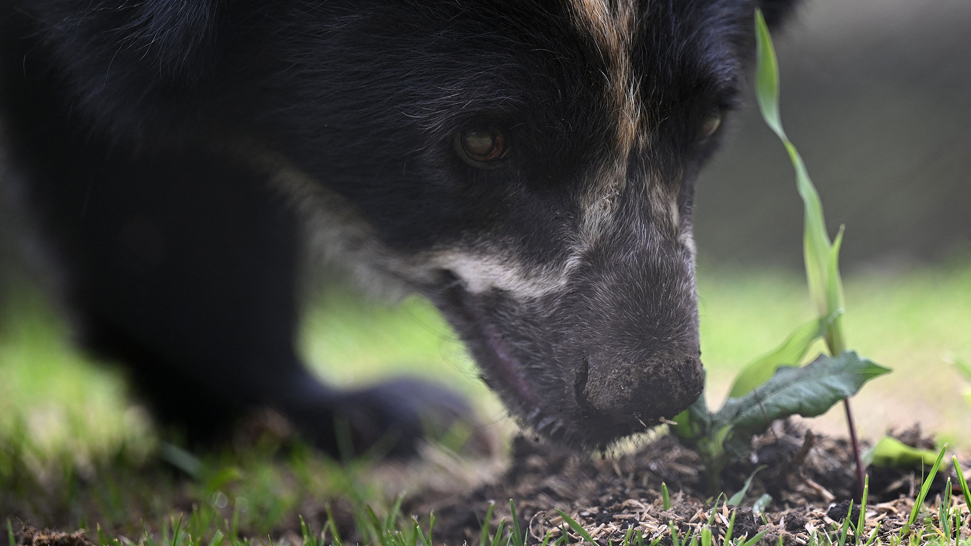 An Andean bear at the nature reserve Bioparque Wakata, in Briceno municipality near Bogota, Colombia, on June 21, 2023.