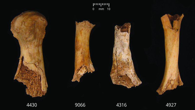 four human bones that show evidence of being chewed on by other humans