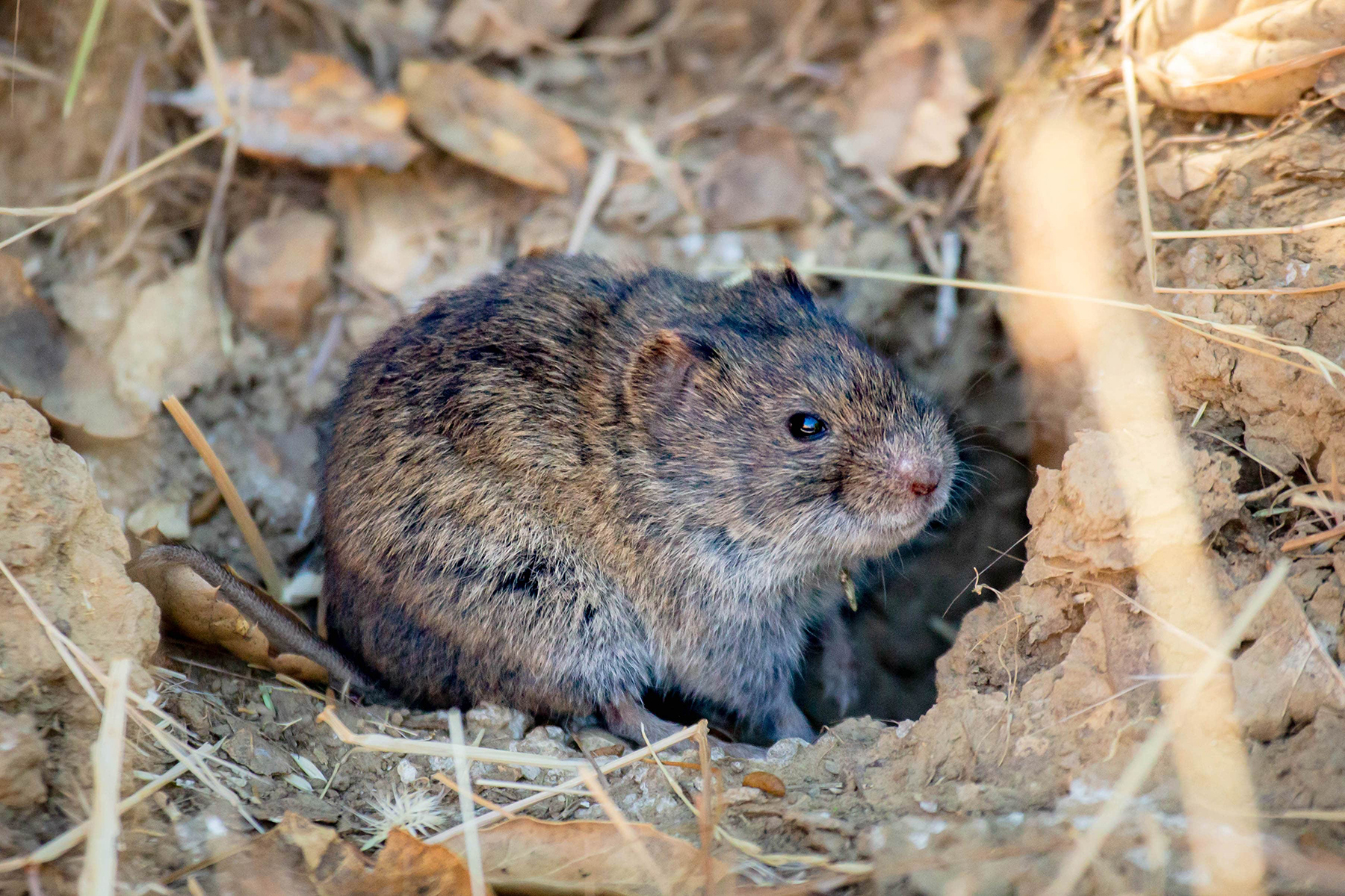 a small furry hamster-like rodent called a vole sits on the ground in a burrow