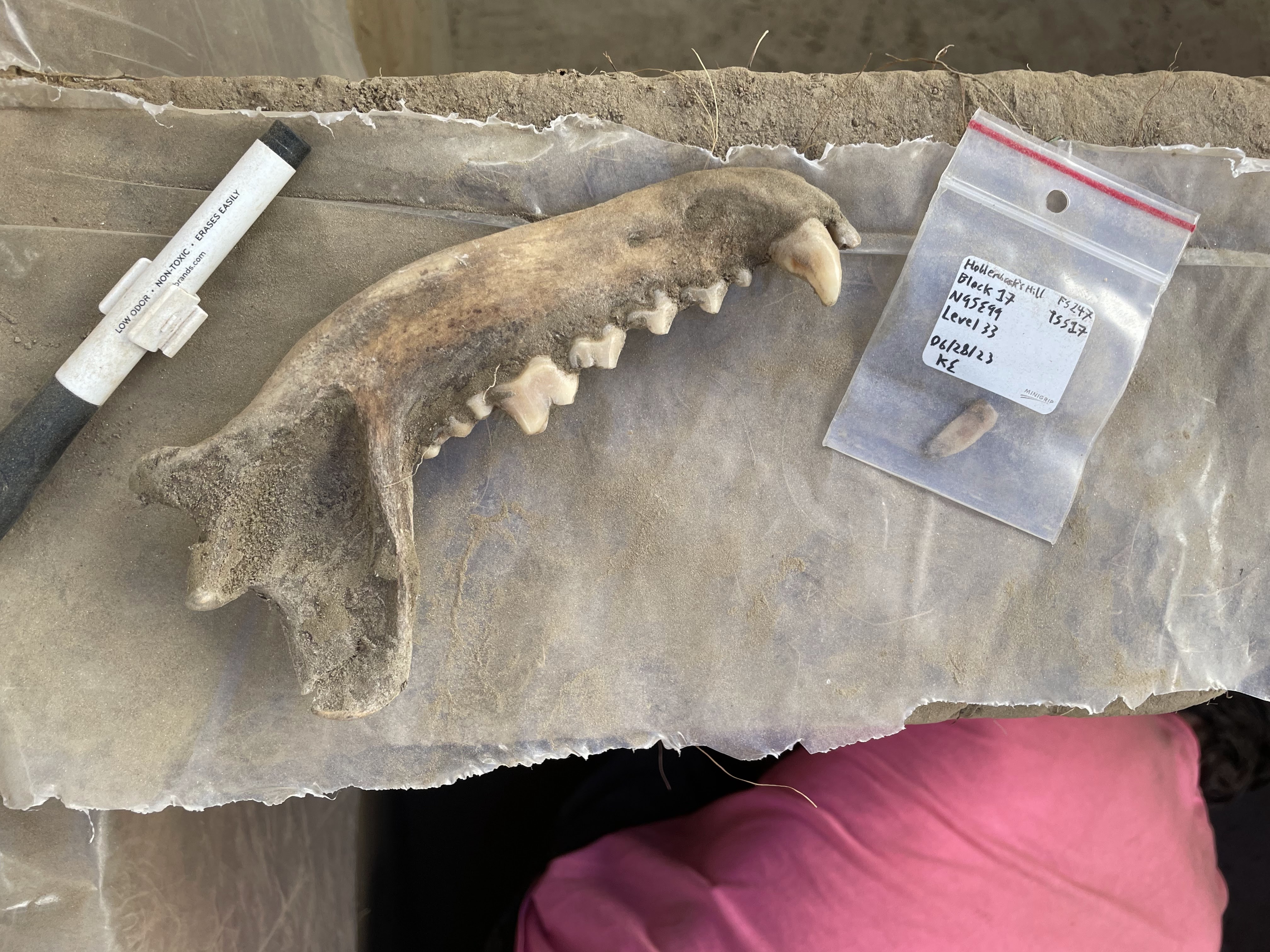 a jawbone that belonged to a 8,000-year-old canine on a lab bench