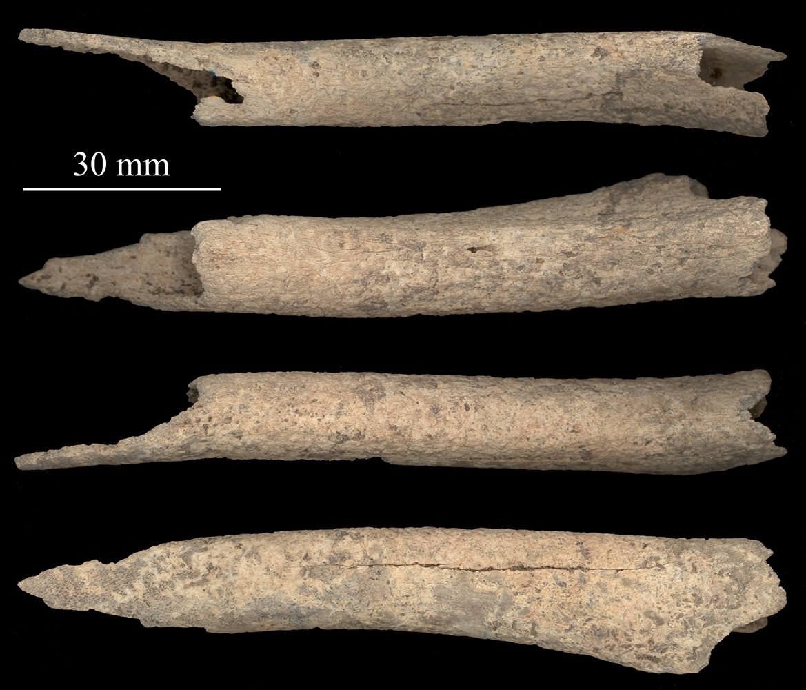 a scan of a leg bone. the long bone appears four times in the scan