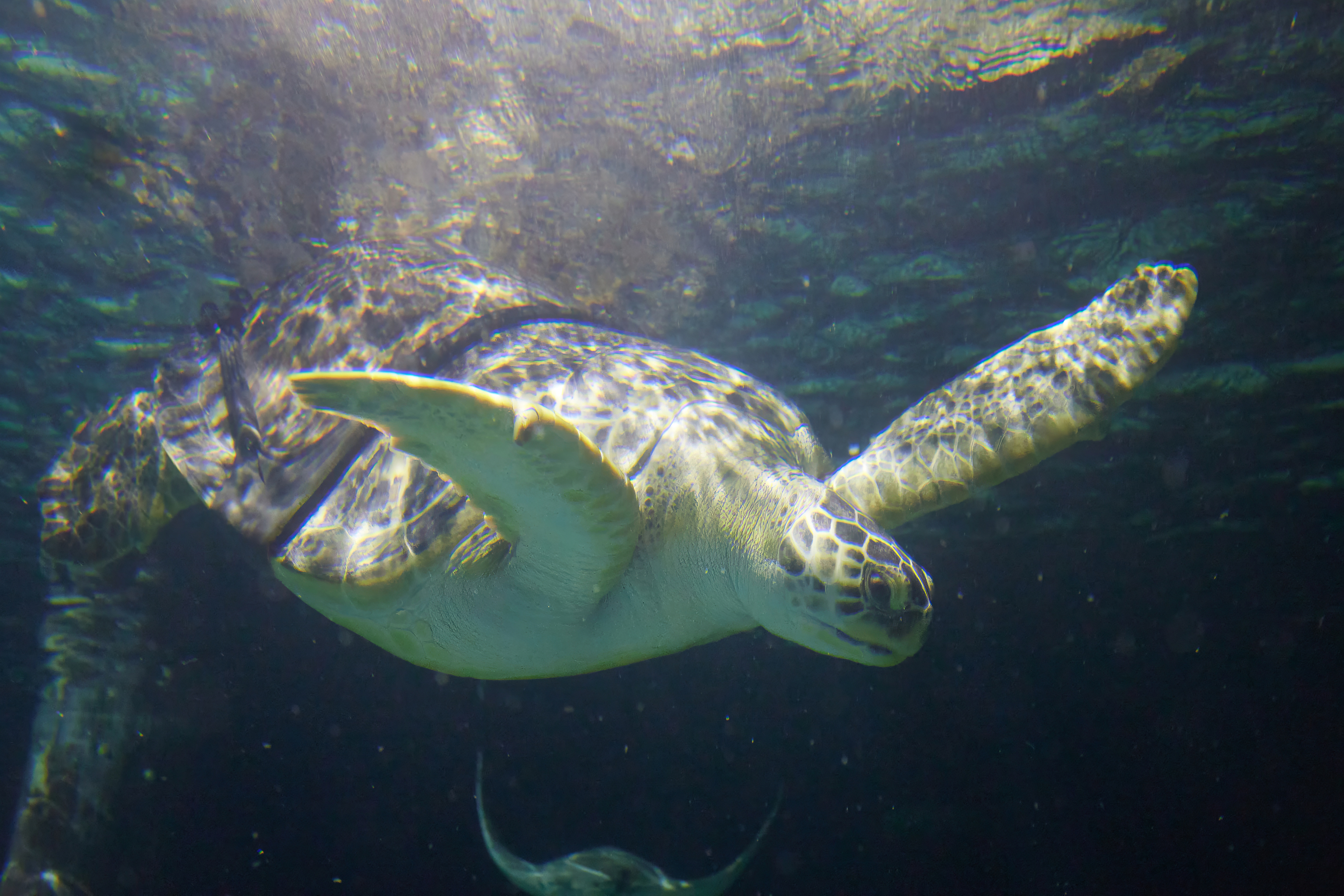 a turtle swimming in a tank with a weighted harness on his backside