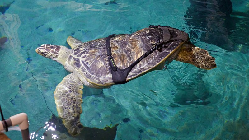 a turtle swims in a tank wearing a black weighted harness on its side