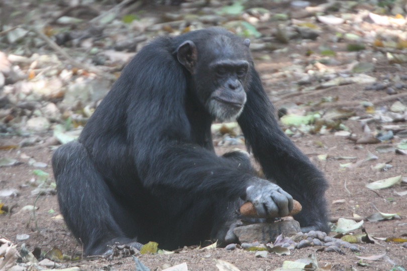 An adult female chimpanzee, Fana, cracks an oil palm nut with a stone hammer and anvil. CREDIT: Tetsuro Matsuzawa.