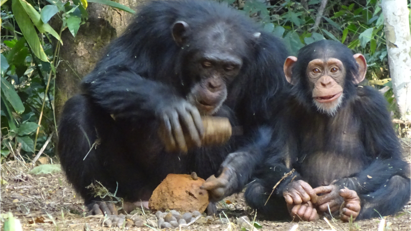 An adult female chimpanzee cracks an oil palm nut with a stone hammer and anvil while her infant son looks at the camera.