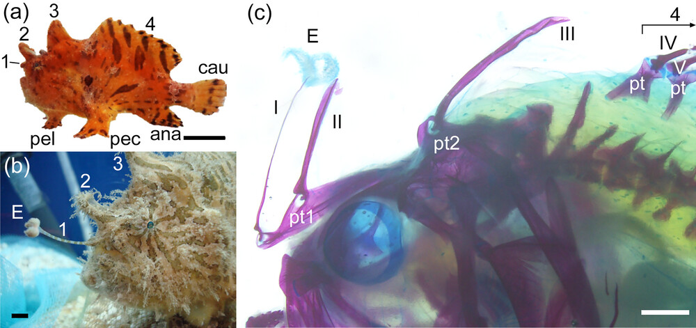 External morphology and osteology of a striated frogfish's dorsal fins of a striated frogfish. Credit: Journal of Comparative Neurology