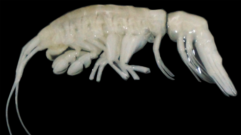 a new shrimp-like crustacean. it is white with two protruding tusk-like appendages at its head, at least 8 legs, and two tail-like appendages at the back