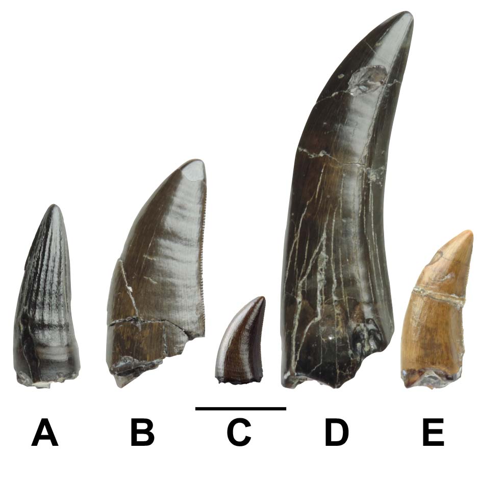 Discovered teeth of (a) spinosaur, (b) tyrannosaur, (c) dromaeosaur, (d) possible tyrannosaur, (e) indeterminate tyrannoraptoran. CREDIT: Barker et al. (2024)