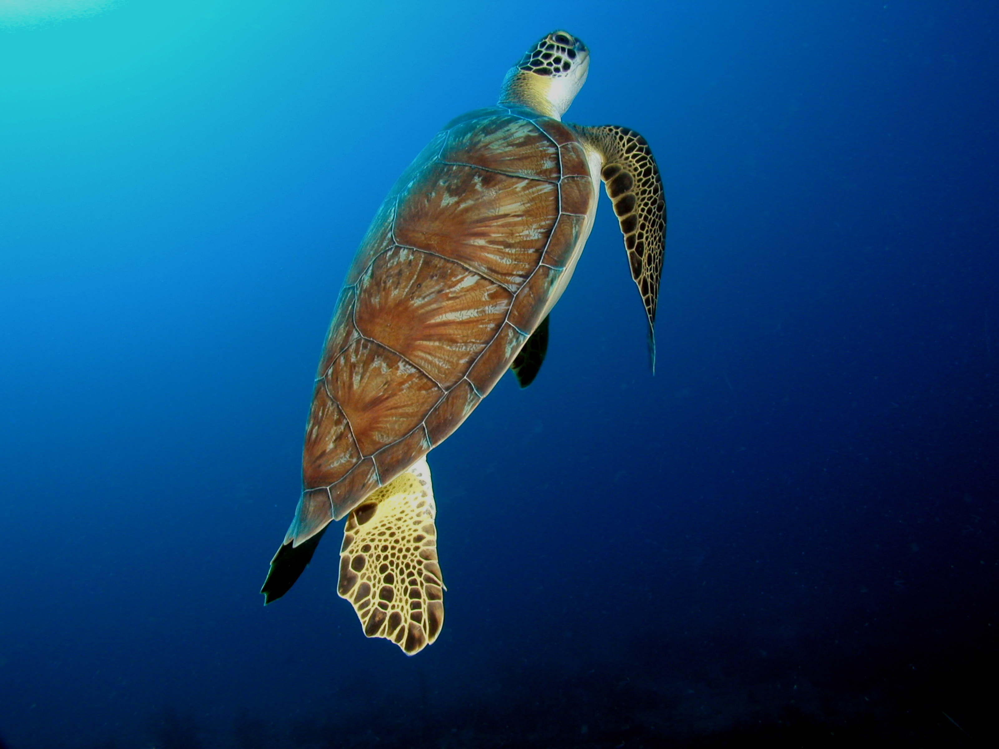 a green turtle swimming in the ocean vertically on its way to the surface to breathe