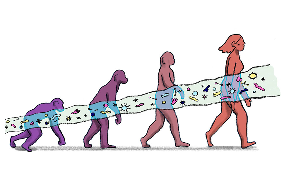 an illustration showing human evolution with various microbes following along