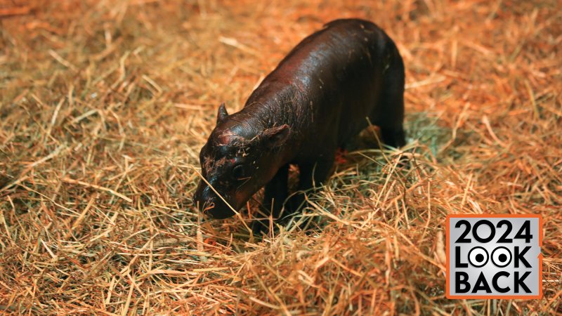 a baby pygmy hippo stands on straw at a zoo