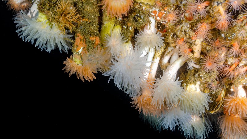 Desmophyllum dianthus thrives in total darkness and near-freezing temperatures, at depths of up to 2,000 meters.