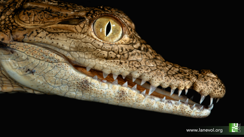 A juvenile Nile crocodile. It is small with pointed teeth