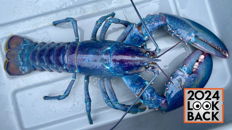 a blue lobster