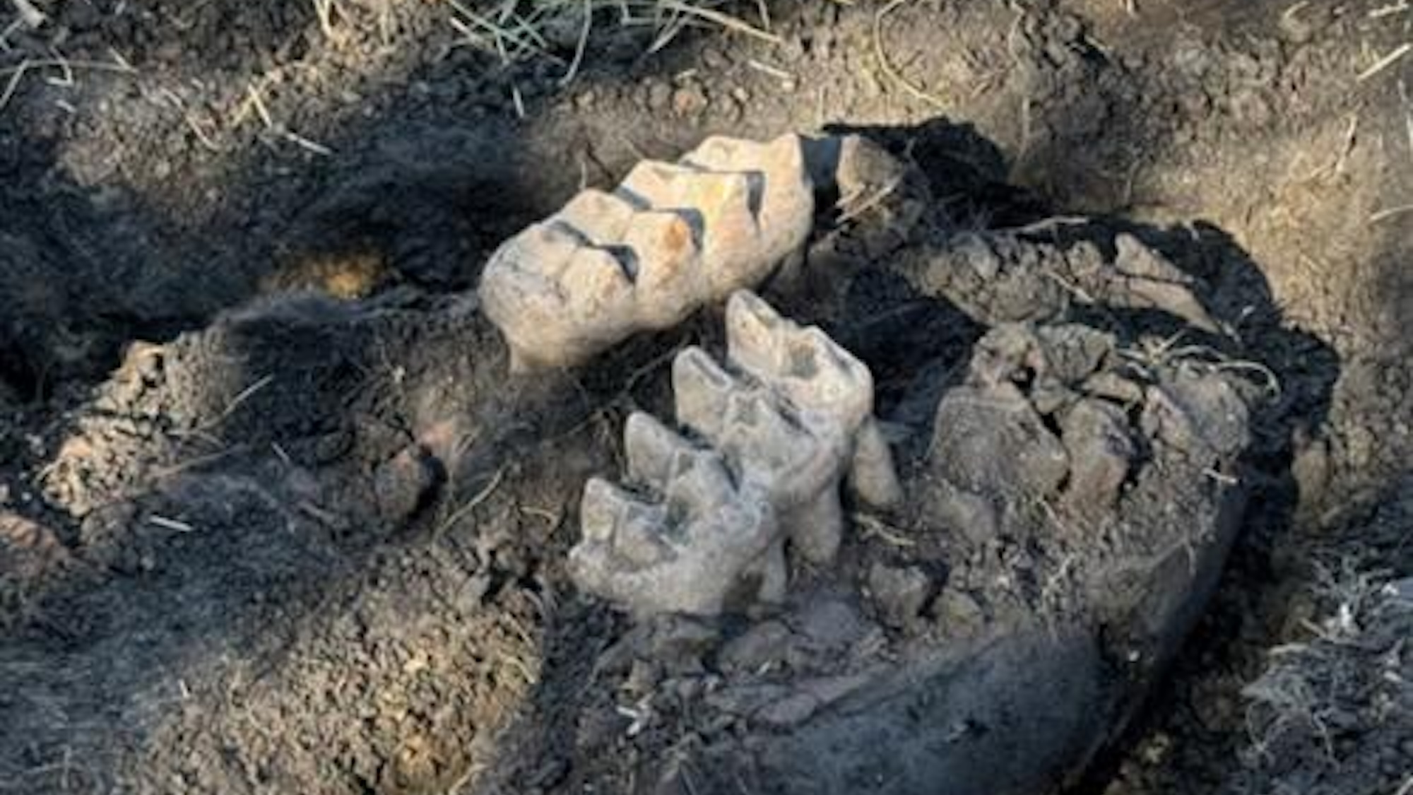 Two mastodon teeth found in Orange County, New York