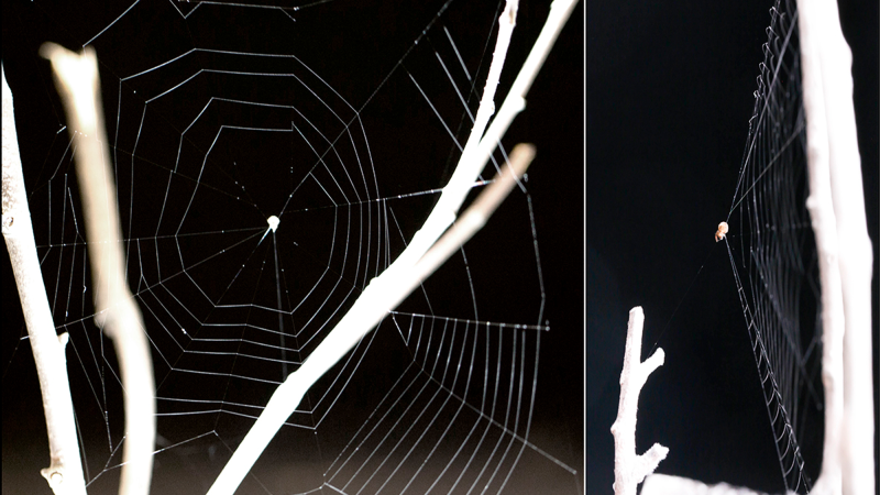 Two views of a slingshot spider (Theridiosoma gemmosum) web. The right image shows the web’s cone shape with a spider at the tip.