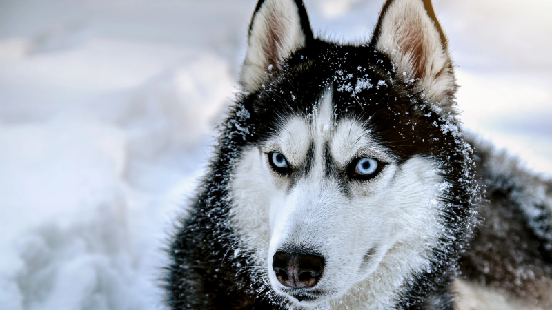 a siberian husky sits in the snow. it has piercing blue eyes and its ears are perked up