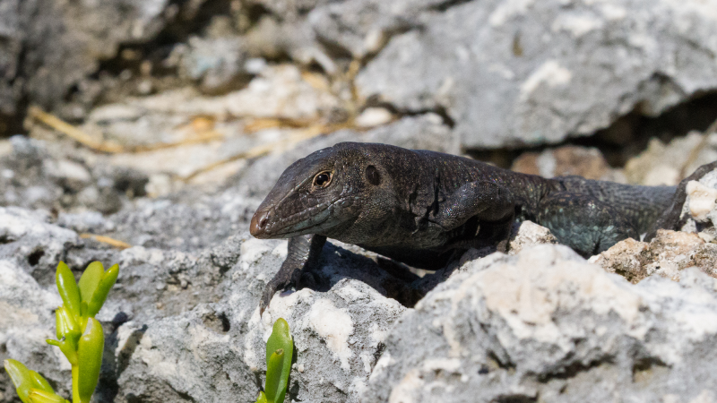 A Sombrero ground lizard (Pholidoscelis corvinus) photographed on Sombrero Island in June 2021. This species is endemic to the Carribbean island.