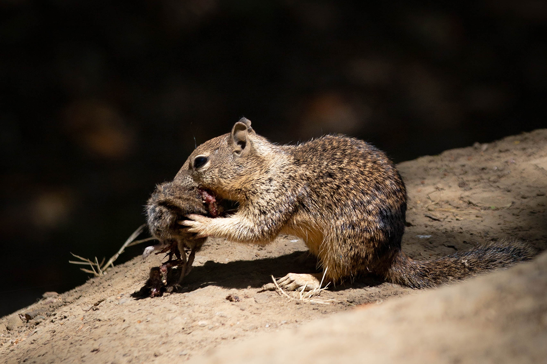 A squirrel eating a vole. 