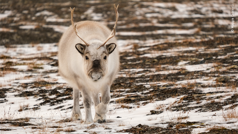 a svalbard reindeer with antlers standing on muddy terrain