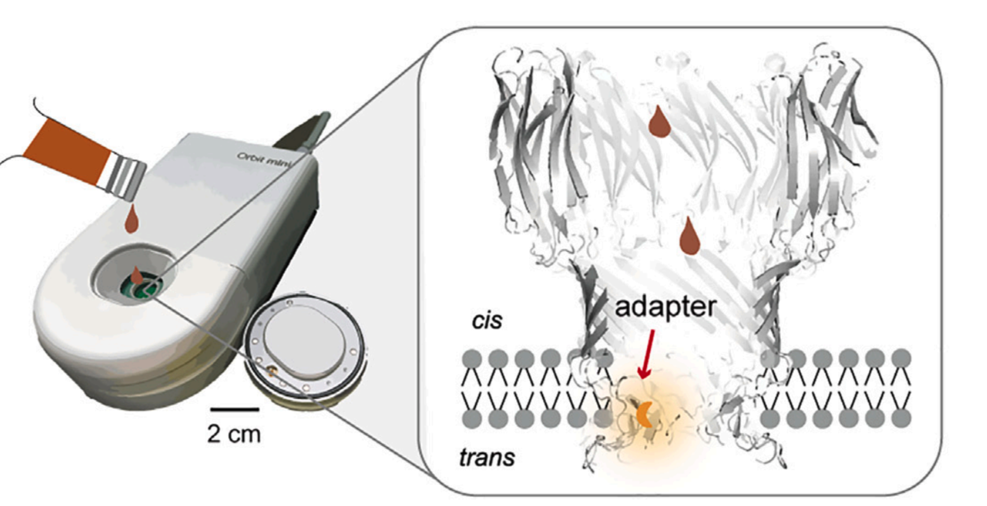 Portable nanopore analysis of alcoholic beverages. A variety of compounds in alcoholic beverages can be analyzed simultaneously by nanopore modified with compatible adapters. Depending on the type of alcoholic beverage, different sets of event barcodes are reported. The whole nanopore setup can be portable and may contain multiple channels for high-throughput analysis.