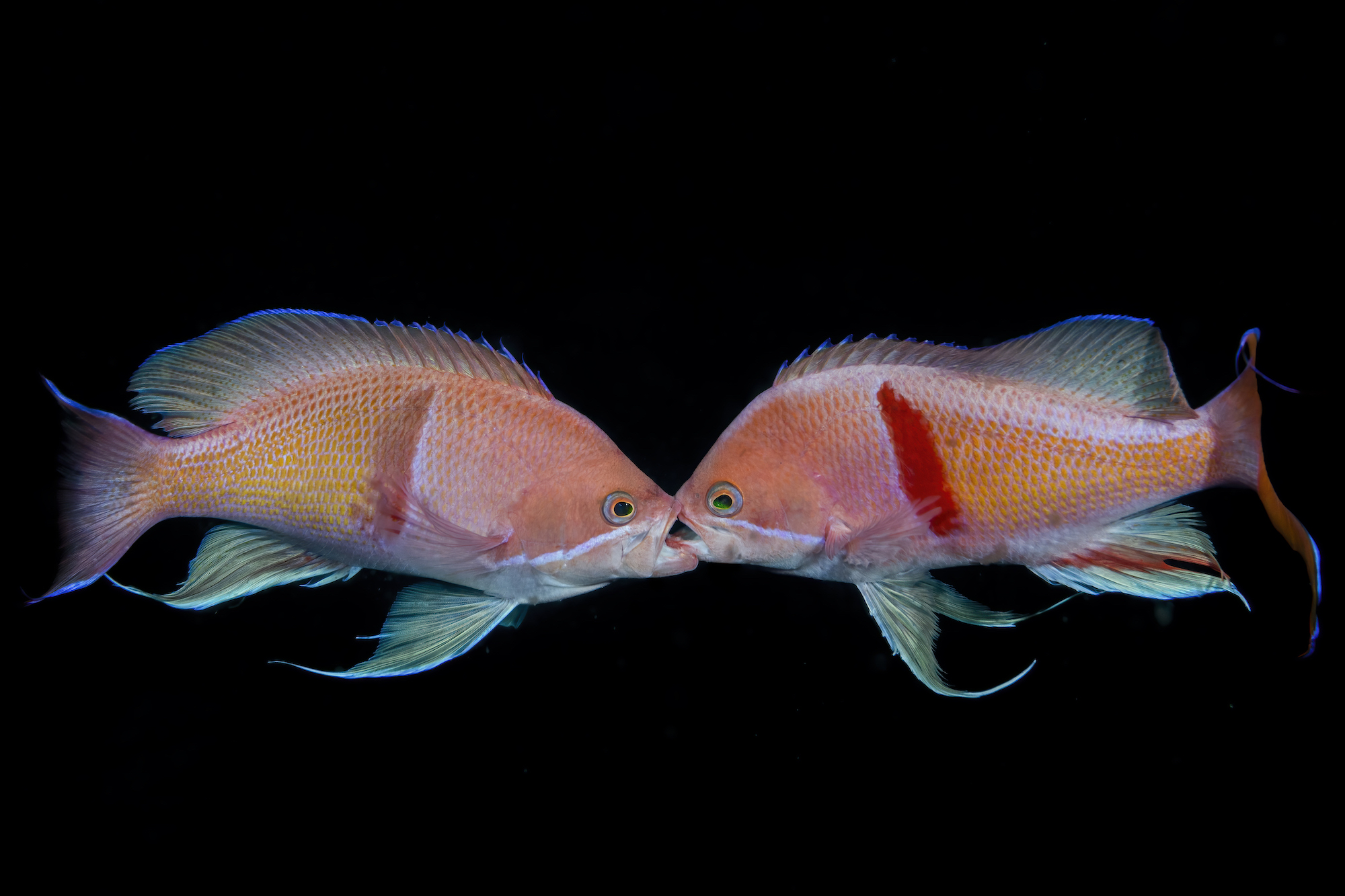 two fish look like they're kissing