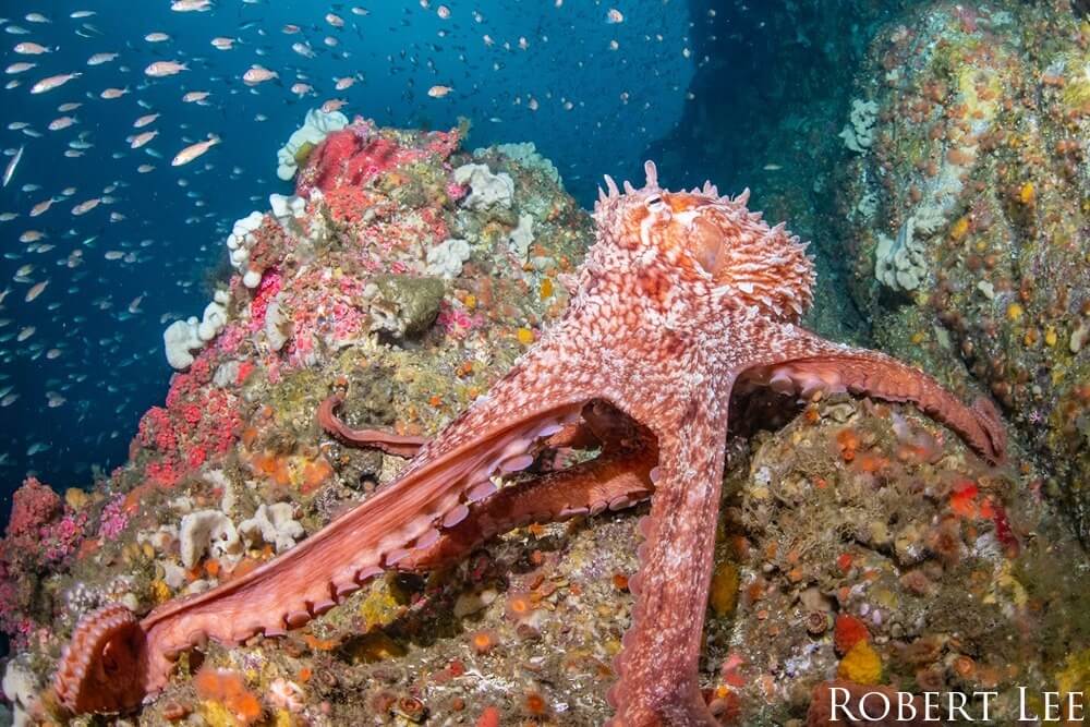 large octopus underwater stretched across rocks