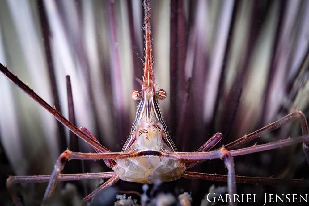 a crab looks at the camera