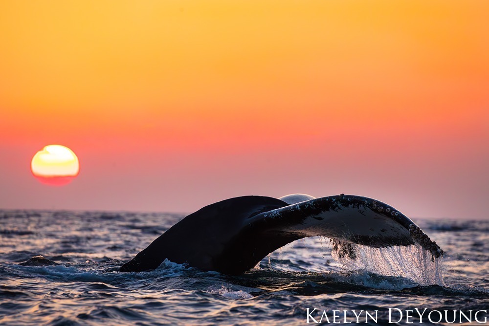 a whale tail right before diving at sunset